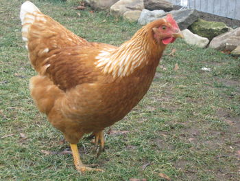 golden chicken breeds