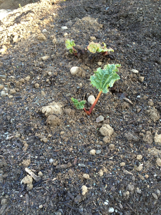 Rhubarb from a friend's garden. 