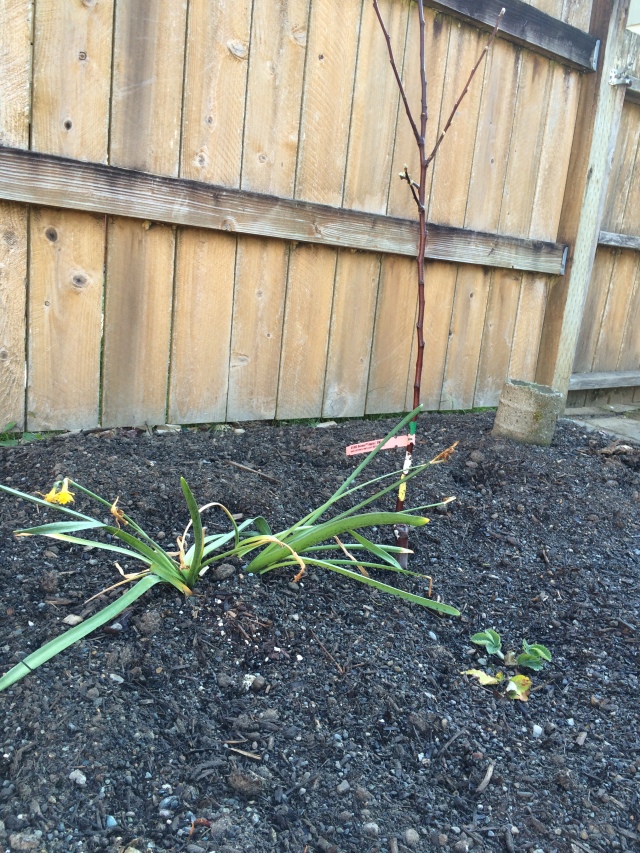 I got some daffodils on the cheap because they're past their prime this season. But they'll be great next year, and also serve as a nitrogen fixer and deer deterrent for the fruit trees. 